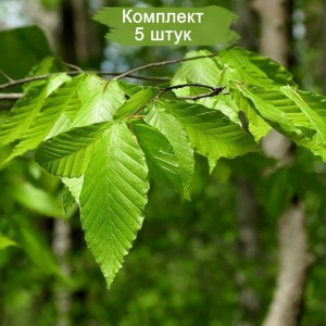 Саженцы бука Лесного Крупнолистого ( от 15 см) -  комплект 5 шт.