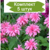 Cаженцы монарды гибридной Пинк Лэйс (Pink Lace)  -  комплект 5 шт.