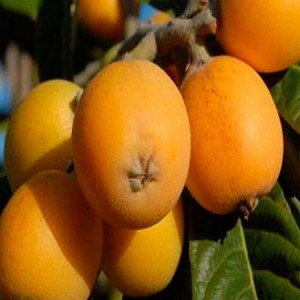 Саженец мушмулы японской Морозко