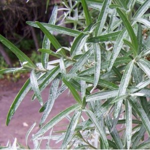 Саженец облепихи Алей (Alei)