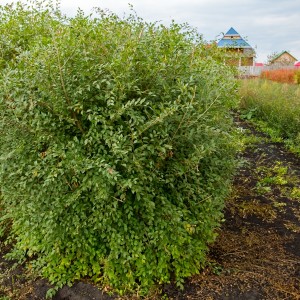 Сеянец вяза мелколистного ( 15-20 см)