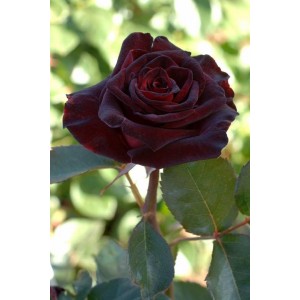 Саженец чайно-гибридной розы Блэк Баккара (Black Bakkara)