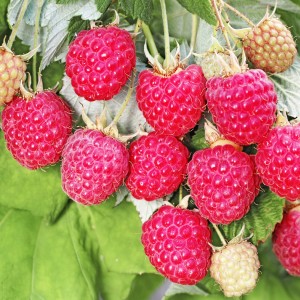 Саженец ремонтантной малины Августовское Чудо (Красная)