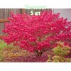 Комплект 5шт / Бересклет европейский Ред Каскад