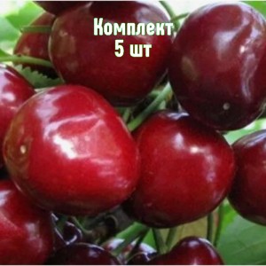 Комплект 5шт / Черешня Бархатная